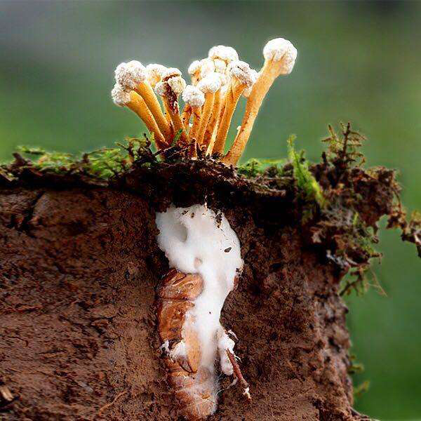 安徽虫草源生物科技有限公司